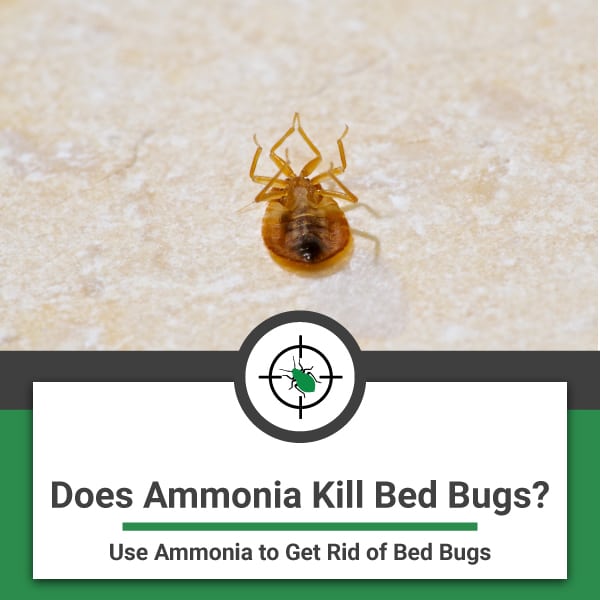 what does ammonia kill